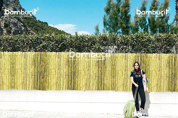 bambucit7