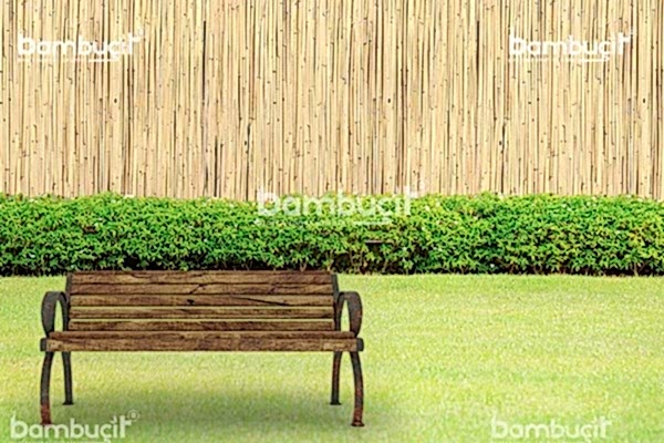 bambu cit8