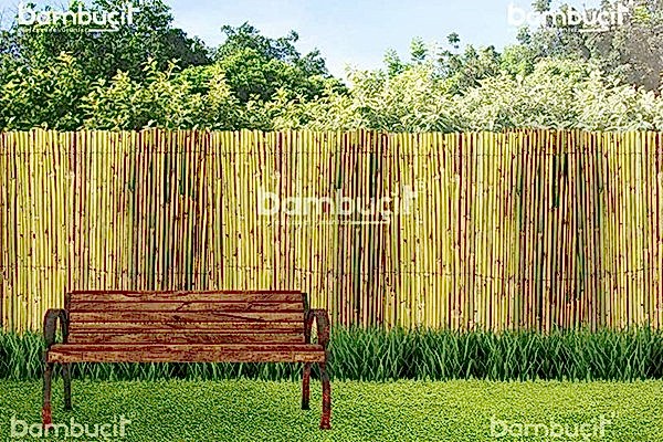 bambu cit 2