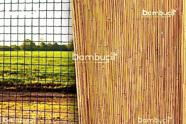 bambucit9