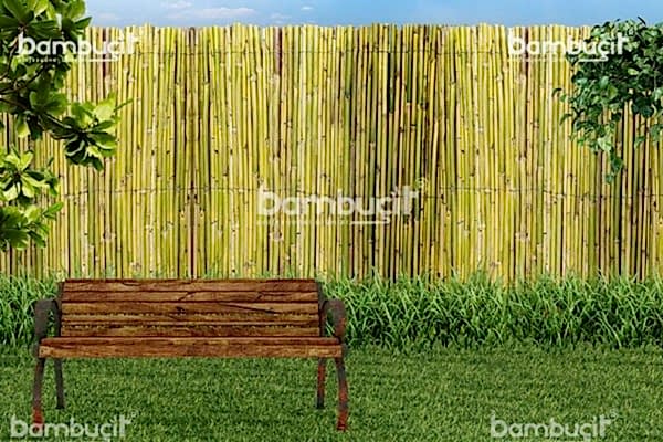 bambucit5