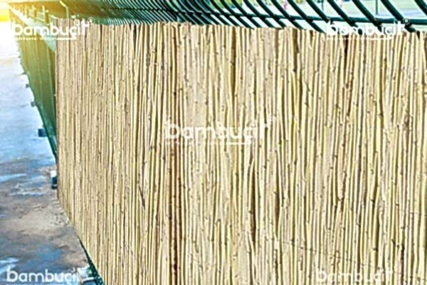 bambu cit10